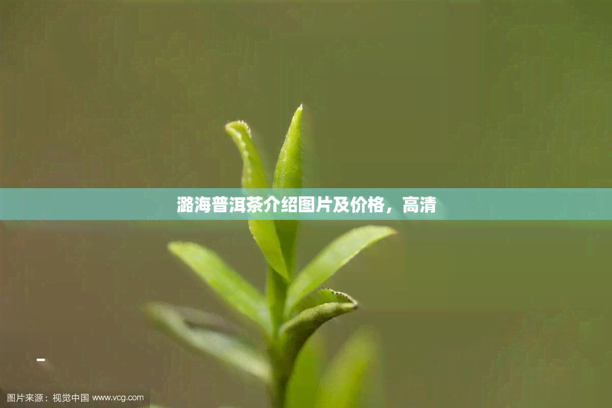 潞海普洱茶介绍图片及价格，高清