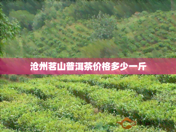 沧州茗山普洱茶价格多少一斤