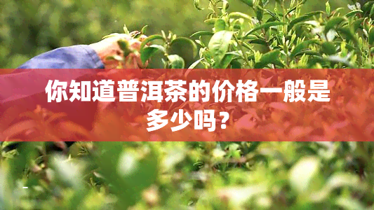 你知道普洱茶的价格一般是多少吗？