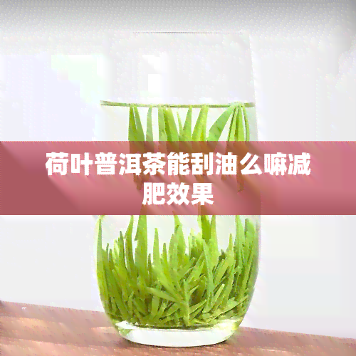 荷叶普洱茶能刮油么嘛减肥效果