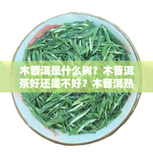 木普洱是什么树？木普洱茶好还是不好？木普洱熟茶怎么样？