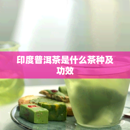 印度普洱茶是什么茶种及功效