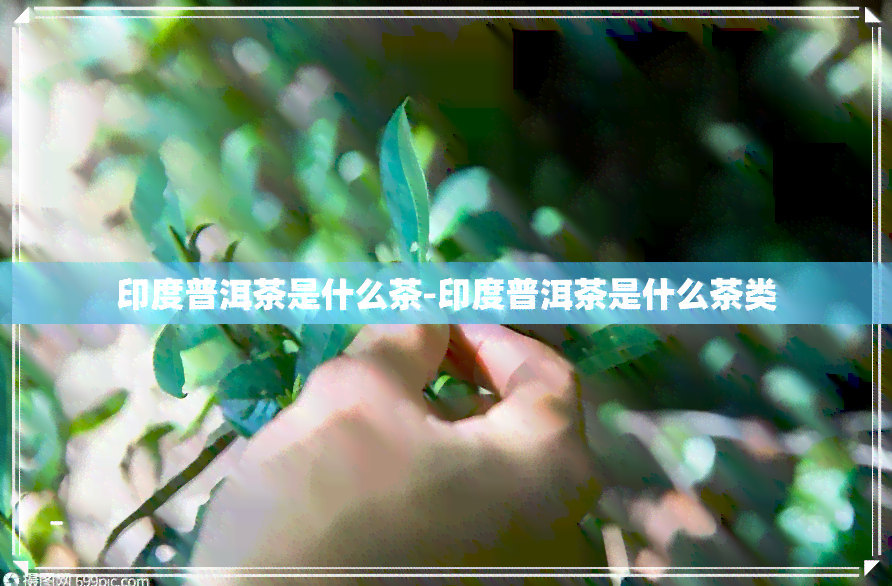 印度普洱茶是什么茶-印度普洱茶是什么茶类