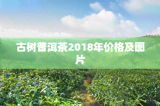 古树普洱茶2018年价格及图片