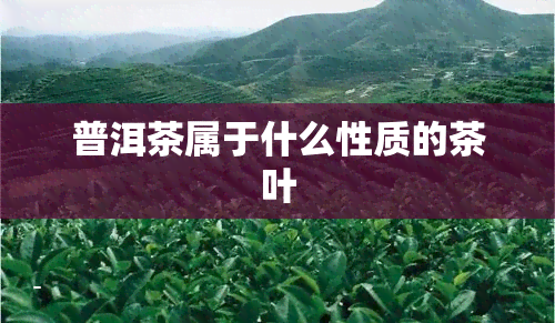 普洱茶属于什么性质的茶叶