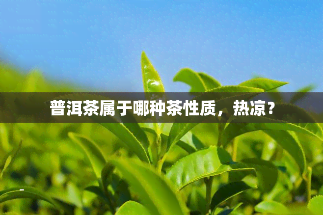 普洱茶属于哪种茶性质，热凉？