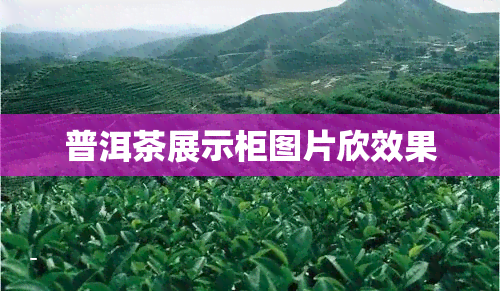 普洱茶展示柜图片欣效果