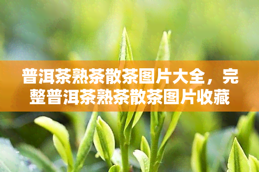 普洱茶熟茶散茶图片大全，完整普洱茶熟茶散茶图片收藏：全方位展示