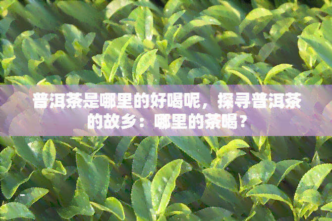 普洱茶是哪里的好喝呢，探寻普洱茶的故乡：哪里的茶喝？