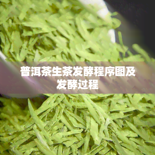 普洱茶生茶发酵程序图及发酵过程