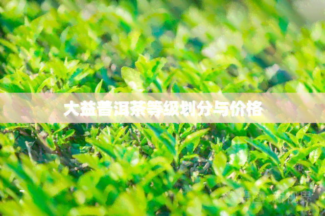 大益普洱茶等级划分与价格