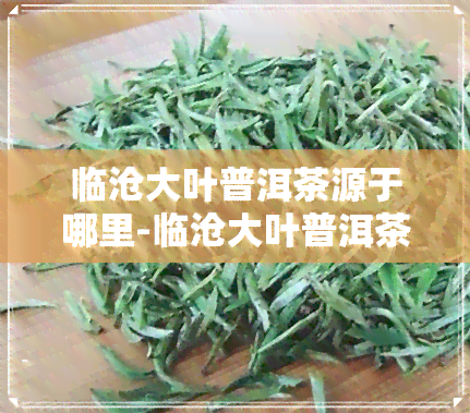 临沧大叶普洱茶源于哪里-临沧大叶普洱茶源于哪里的