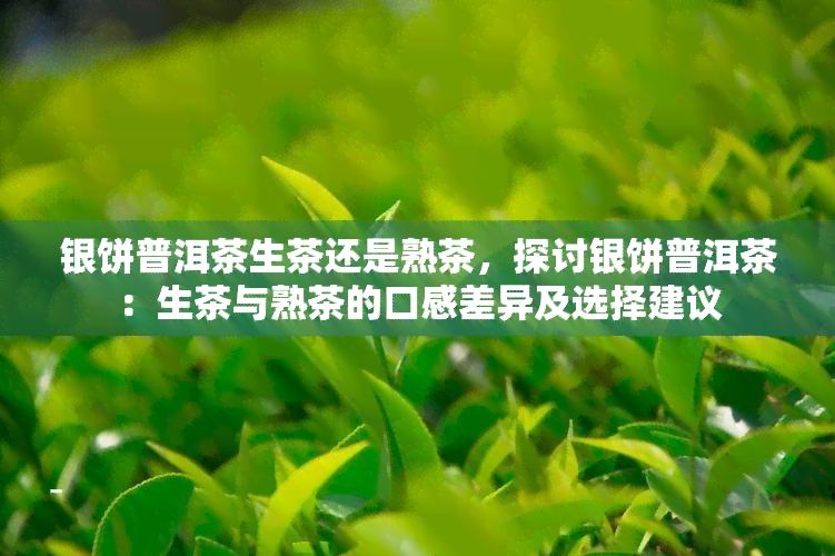 银饼普洱茶生茶还是熟茶，探讨银饼普洱茶：生茶与熟茶的口感差异及选择建议