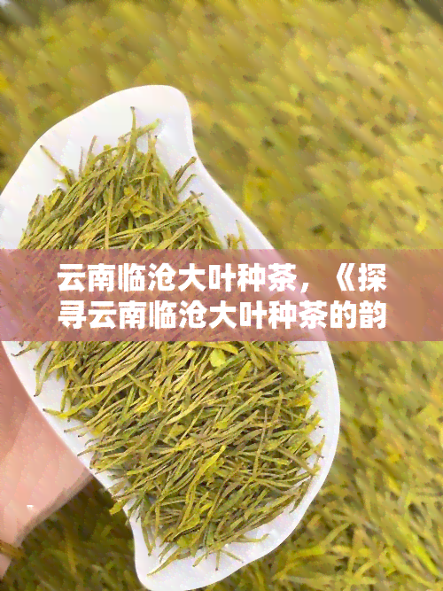 云南临沧大叶种茶，《探寻云南临沧大叶种茶的韵味》