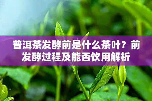 普洱茶发酵前是什么茶叶？前发酵过程及能否饮用解析