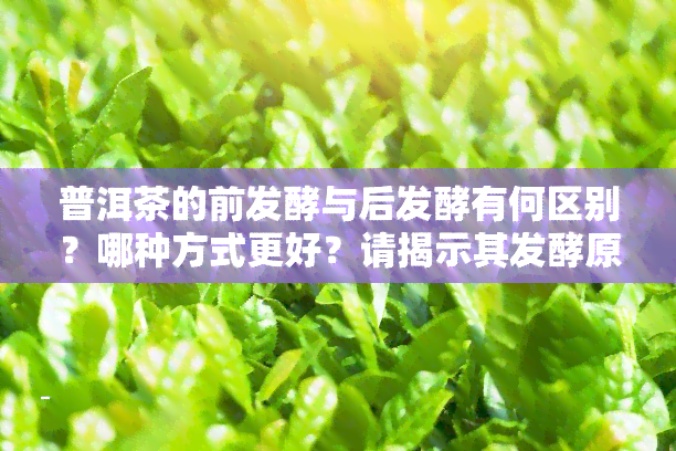 普洱茶的前发酵与后发酵有何区别？哪种方式更好？请揭示其发酵原理、工艺流程及过程。