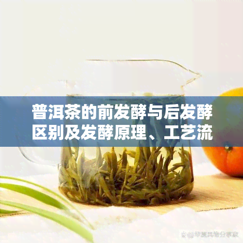 普洱茶的前发酵与后发酵区别及发酵原理、工艺流程解析