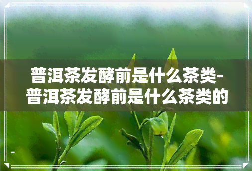 普洱茶发酵前是什么茶类-普洱茶发酵前是什么茶类的