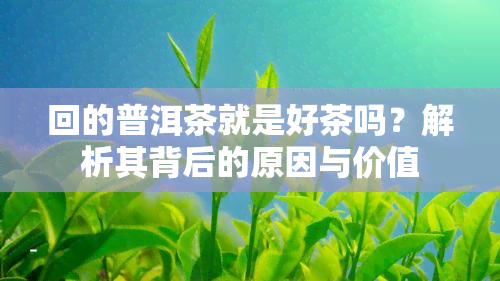 回的普洱茶就是好茶吗？解析其背后的原因与价值