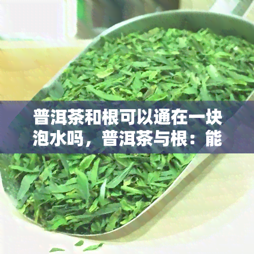 普洱茶和根可以通在一块泡水吗，普洱茶与根：能否一同泡水饮用？