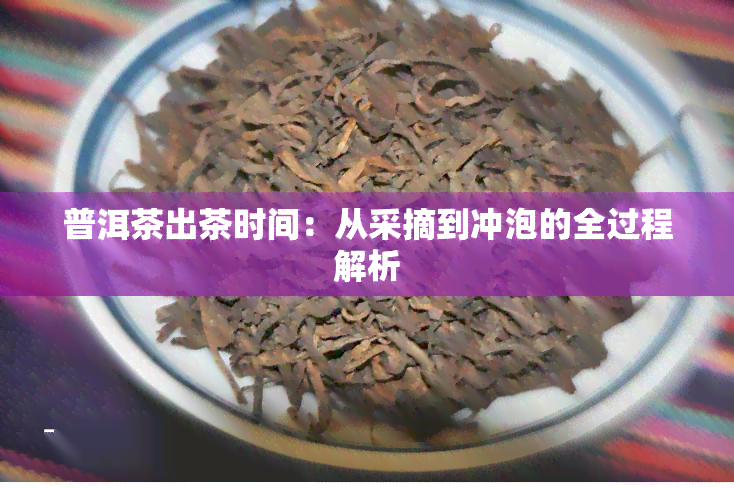 普洱茶出茶时间：从采摘到冲泡的全过程解析