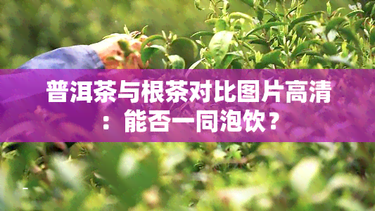 普洱茶与根茶对比图片高清：能否一同泡饮？