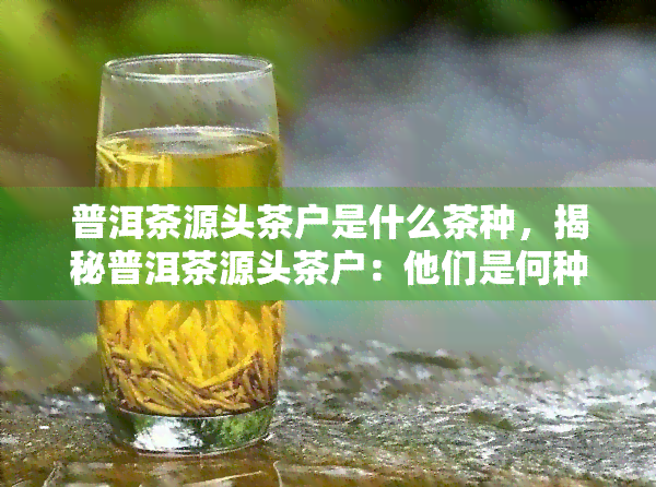 普洱茶源头茶户是什么茶种，揭秘普洱茶源头茶户：他们是何种茶种的守护者？