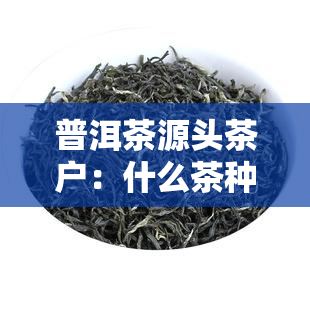 普洱茶源头茶户：什么茶种？什么茶叶？源自哪里？