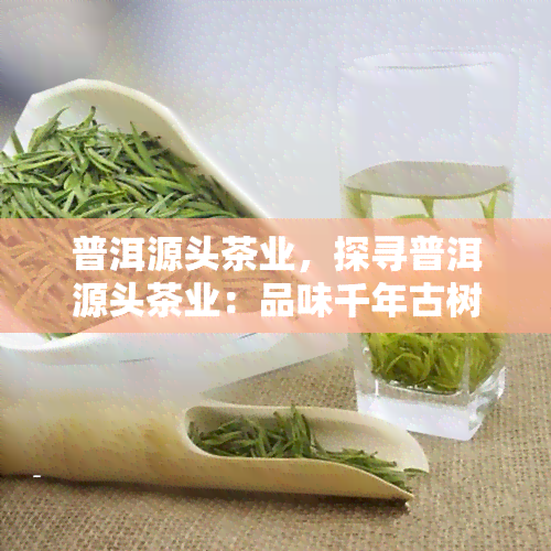 普洱源头茶业，探寻普洱源头茶业：品味千年古树茶的韵味与故事