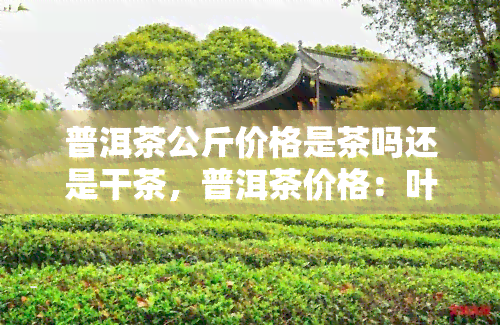 普洱茶公斤价格是茶吗还是干茶，普洱茶价格：叶还是干叶？