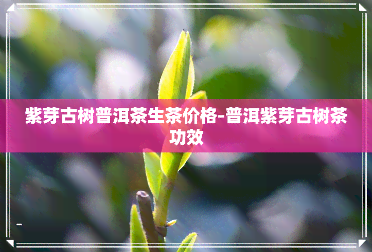 紫芽古树普洱茶生茶价格-普洱紫芽古树茶功效