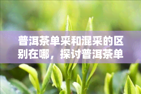 普洱茶单采和混采的区别在哪，探讨普洱茶单采与混采的差异之处