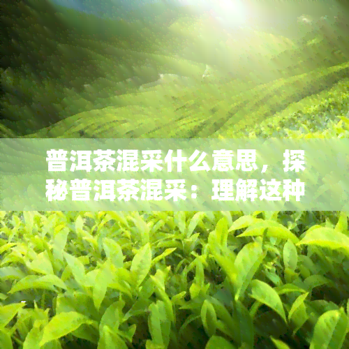 普洱茶混采什么意思，探秘普洱茶混采：理解这种独特制作工艺的意义