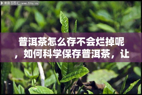 普洱茶怎么存不会烂掉呢，如何科学保存普洱茶，让它越陈越香？