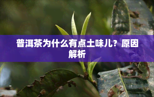 普洱茶为什么有点土味儿？原因解析