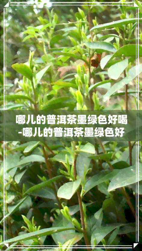 哪儿的普洱茶墨绿色好喝-哪儿的普洱茶墨绿色好喝一点