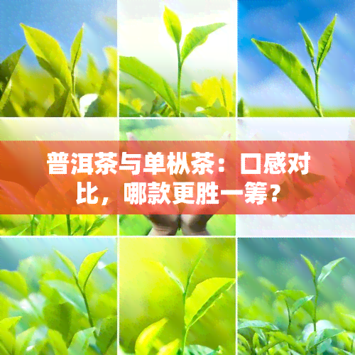 普洱茶与单枞茶：口感对比，哪款更胜一筹？