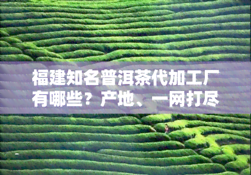 福建知名普洱茶代加工厂有哪些？产地、一网打尽！