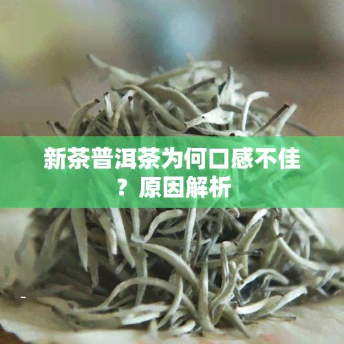 新茶普洱茶为何口感不佳？原因解析