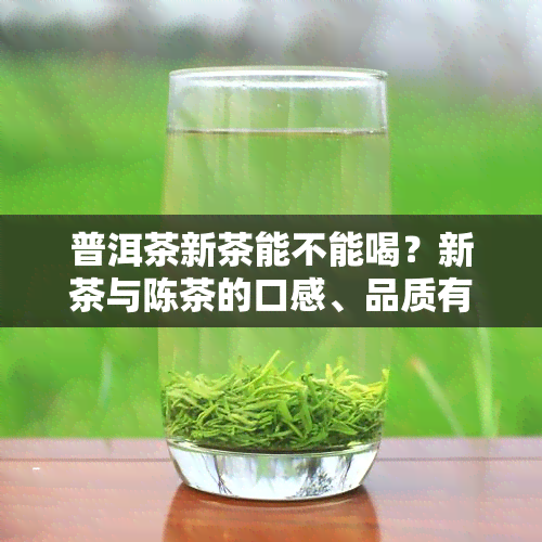 普洱茶新茶能不能喝？新茶与陈茶的口感、品质有何不同？