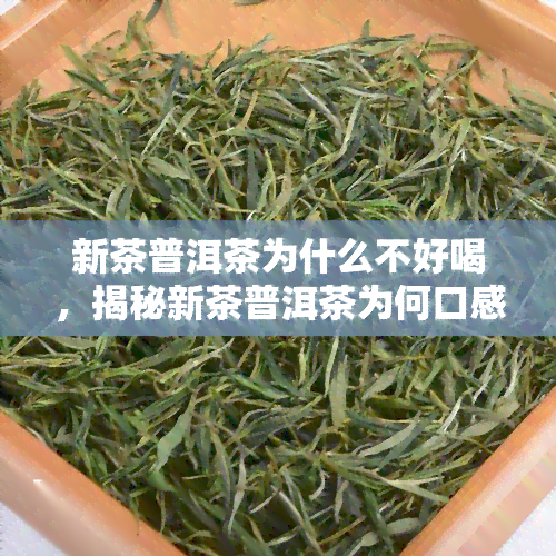 新茶普洱茶为什么不好喝，揭秘新茶普洱茶为何口感不佳？