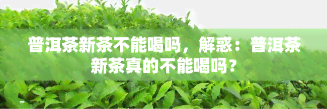 普洱茶新茶不能喝吗，解惑：普洱茶新茶真的不能喝吗？