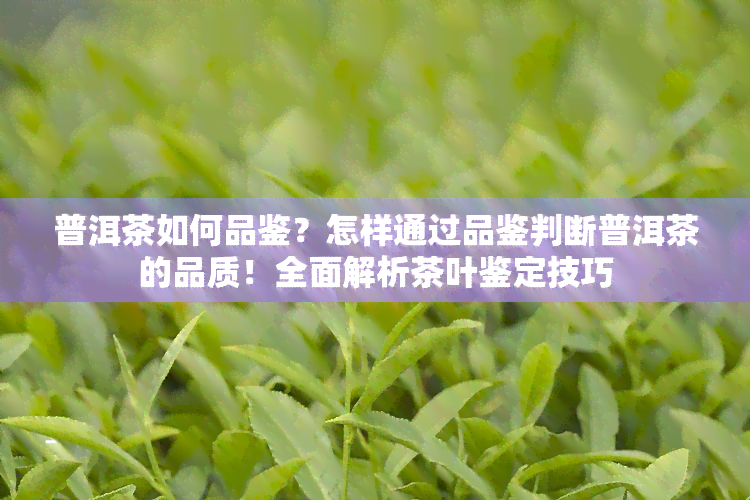 普洱茶如何品鉴？怎样通过品鉴判断普洱茶的品质！全面解析茶叶鉴定技巧