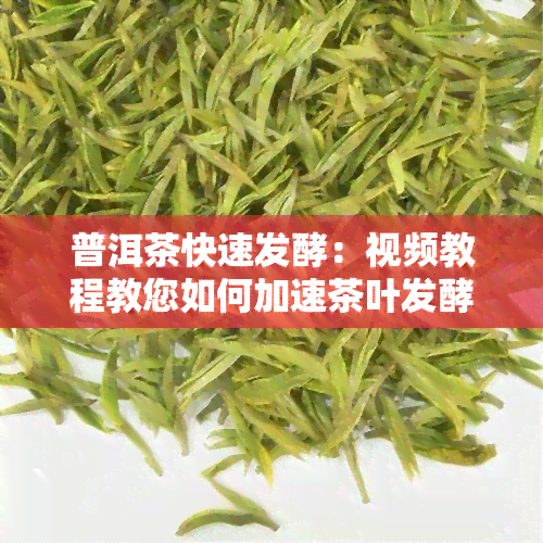 普洱茶快速发酵：视频教程教您如何加速茶叶发酵过程，从叶到熟茶的全过程解析