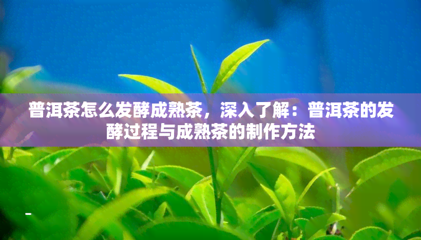 普洱茶怎么发酵成熟茶，深入了解：普洱茶的发酵过程与成熟茶的制作方法