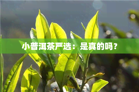 小普洱茶严选：是真的吗？