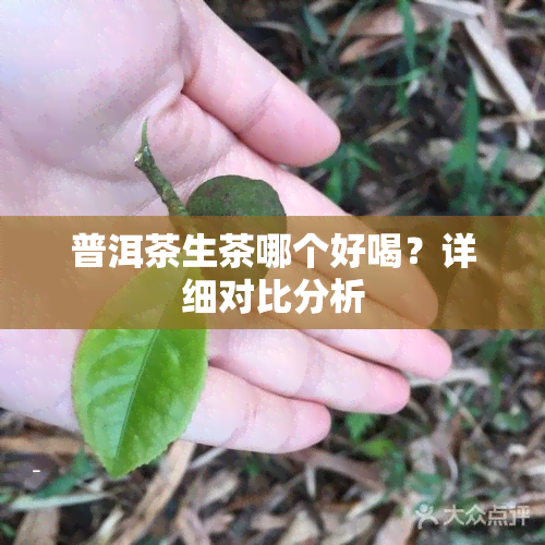 普洱茶生茶哪个好喝？详细对比分析