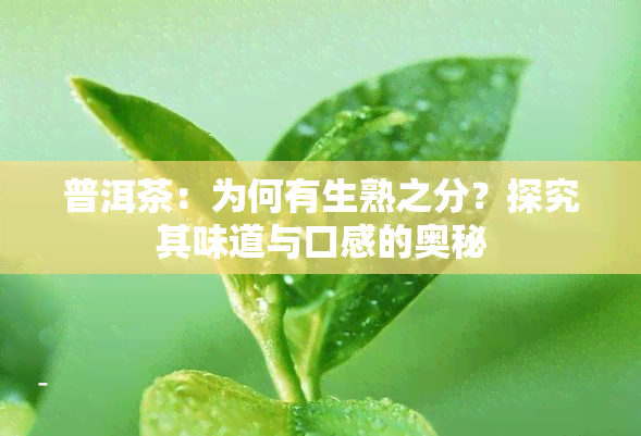 普洱茶：为何有生熟之分？探究其味道与口感的奥秘