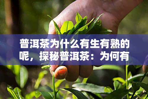 普洱茶为什么有生有熟的呢，探秘普洱茶：为何有生有熟？