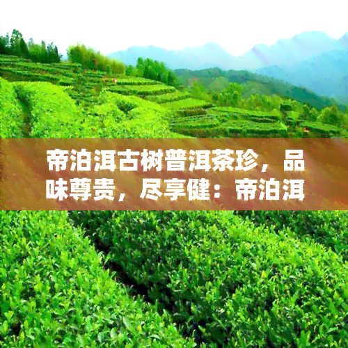 帝泊洱古树普洱茶珍，品味尊贵，尽享健：帝泊洱古树普洱茶珍的魅力探索